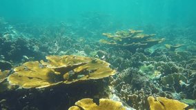 Underwater landscape in a coral reef of the Caribbean sea, fire corals and elkhorn corals, Mexico, 50fps