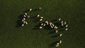 4K Aerial footage view over British farming field with herd of sheep grazing below, green grass fields, close up cattle