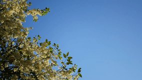 Green leaves and small yellow fluffy flowers on blue sky background