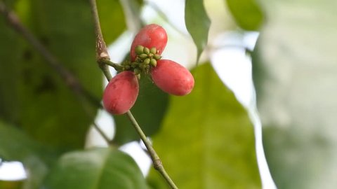 Melinjo fruits is an ingredient to make crackers or can be used for soup