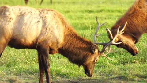 Two Male Bull Elk Sparring Testing Big Game Animal Wildlife