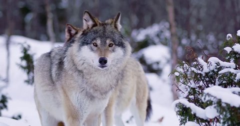 Close-up of three large wolves walking in thick forest a cold winter evening