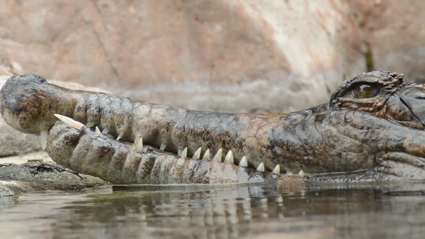 Dwarf Crocodile image - Free stock photo - Public Domain photo - CC0 Images