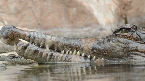 Head of crocodile, false gharial or tomistoma, floating in the river