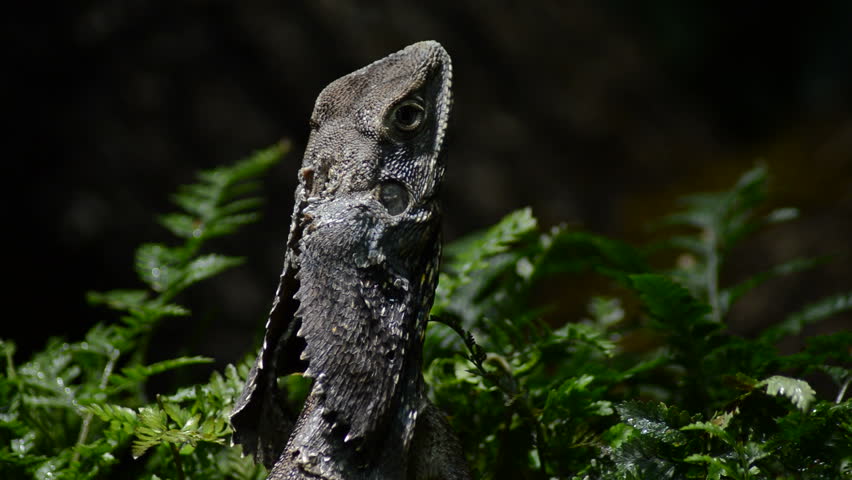 Head of chlamydosaurus or Frilled-Neck Lizard - Chlamydosaurus kingii