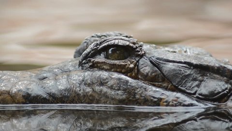 Eye of crocodile, false gharial or tomistoma, floating in the river