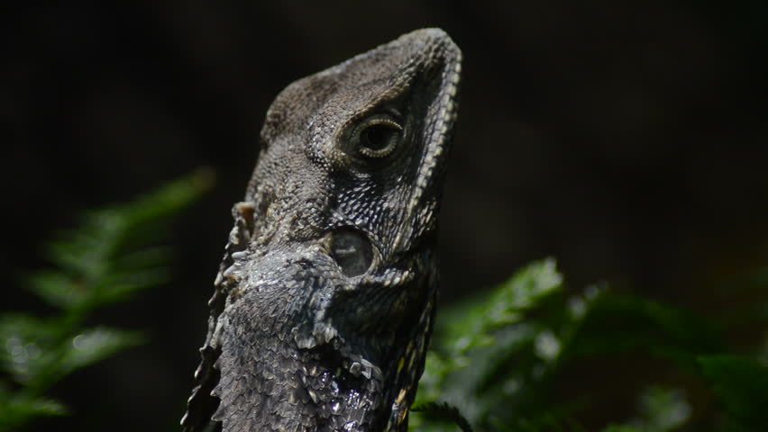 Chlamydosaurus or Frilled-Neck Lizard - Chlamydosaurus kingii