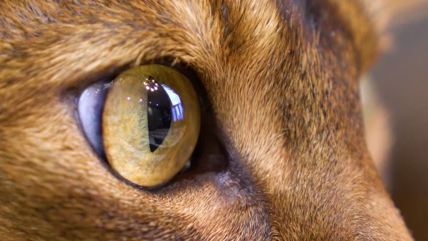 Cat looking at the window with tear in the eye | Shutterstock HD Video #1007891746
