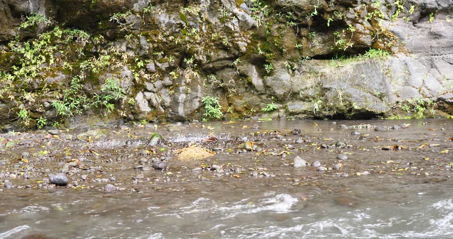 tropical forest river vegetation waterfall nature background running water