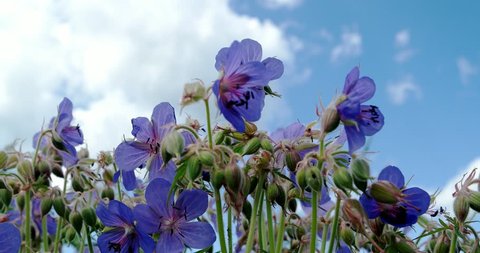 Meadow Geranium are swaying in the wind. The flowers of the meadow cranesbill close-up.