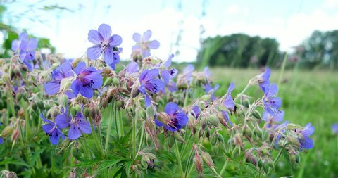 Meadow Geranium are swaying in the wind. Bluish-blue petals of the meadow cranesbill.