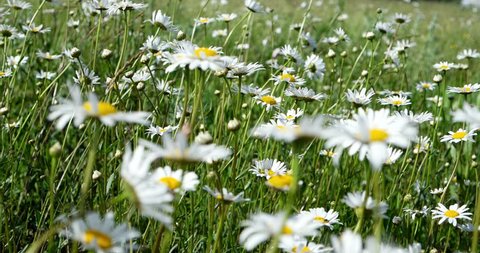 White buds of daisies on a green summer field background. Chamomiles on russian field.