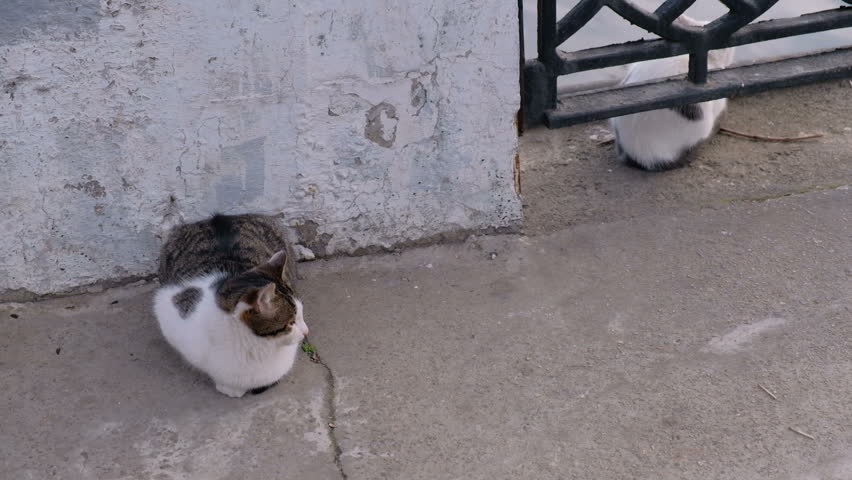Two hungry cats are waiting for fishermen's catch | Shutterstock HD Video #1007893396