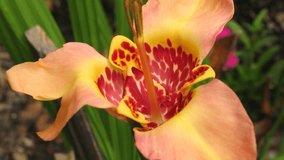 Tigridia, mexican bulbous plant, summer flower in yellow and red color. Close up video, advertisement of the sale of garden plants