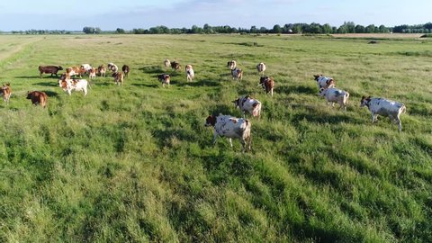 Aerial view of dutch red Holstein cattle walking over grass field meadow Friesians Holstein cattle in short Holsteins are known as the world's highest-production dairy animals beautiful summer day 4k