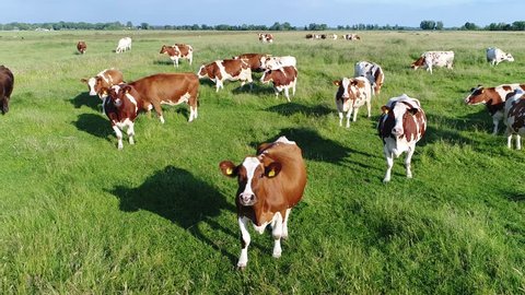 Aerial view of dutch red holstein cattle looking curious into camera standing on grass meadow friesians holstein cattle in short holsteins are known as the world's highest-production dairy animals 4k