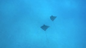 Two spotted eagle rays in the deep blue sea, 4K ultra hd video footage