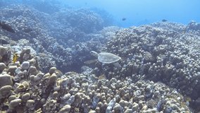Hawksbill sea turtle swimming near the coral reef, 4K ultra hd 2160p video clip