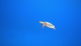 Hawksbill sea turtle swimming in the deep blue sea, 4K UHD 2160p video footage