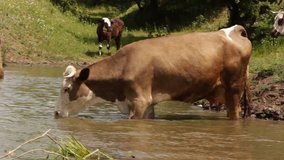 Cows on river. Cows Drinking In The Water Of River. cows drink water