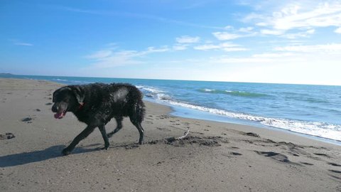 Black wet dog lying in the sand on the Long Beach (Velika Plaza) near the sea line in Montenegro (Adriatic sea)