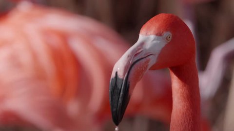This is a closeup of a flamingos head in slow motion. Shot with a GH5