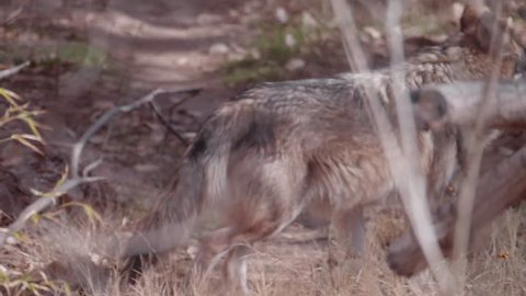This is a shot of a mexican wolf running in the woods. Shot on a GH5. Shot in 180fps