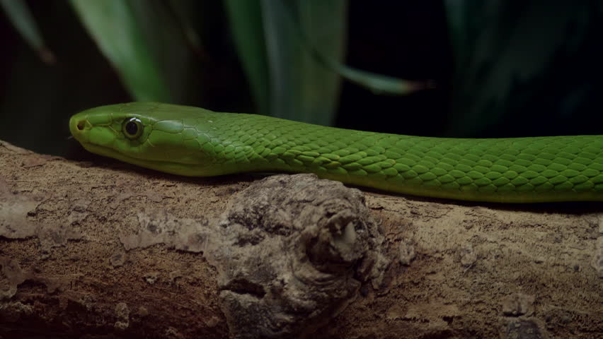 This is a shot of a green mamba crawling on a branch. Shot with a GH5