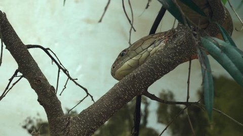 This is a shot of a king Cobra in a Tree. Shot with a GH5