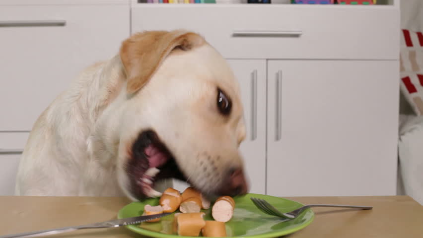 Dog steals sausage from the plate on the table Royalty-Free Stock Footage #1007917852