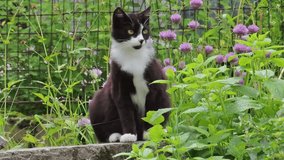 Black and white cat is leaving herbal bed in the summer