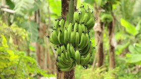 Bananas growing in a field being blown in the wind on banana tree plantation farmland central Vietnam, high definition movie stock footage. With vibrant green leafy foliage.