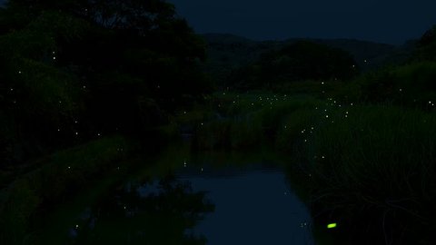 There are a lot of fireflies dancing in the summer.