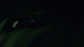 I took a video of the desperately glowing fireflies with a high sensitivity camera.