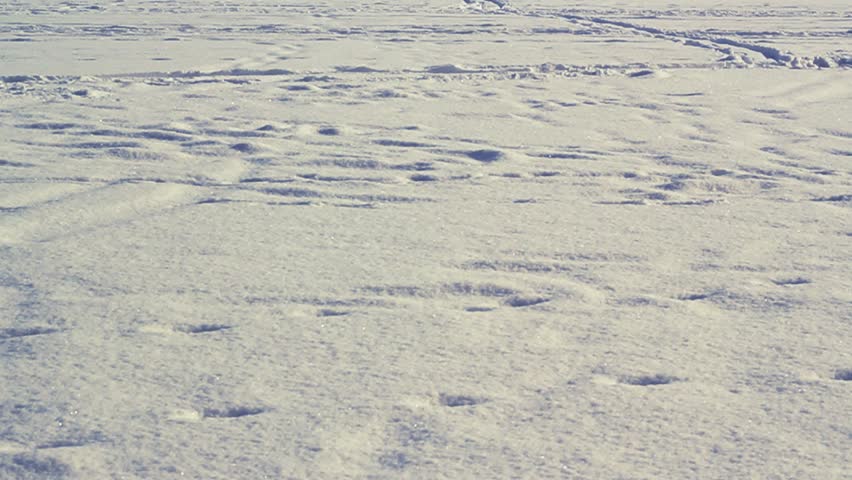 Slow motion footage of persons feet and skis skiing on a frozen lake, surrounded by a swedish forest.