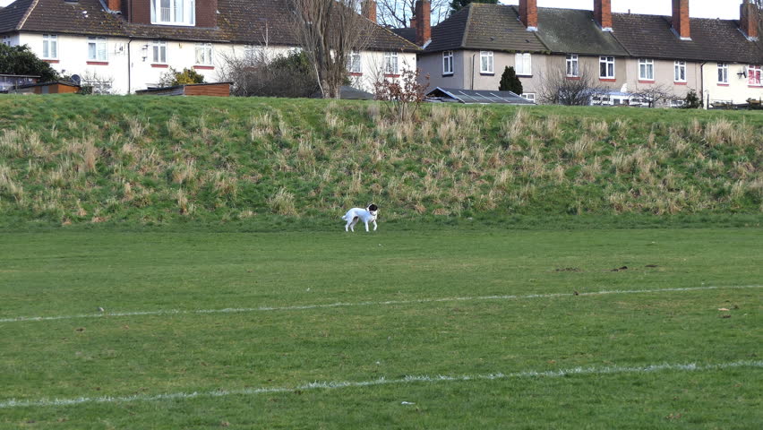The dog runs across the field in the park.