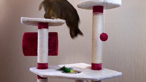 Abyssinian cat playing with a toy on scratching post