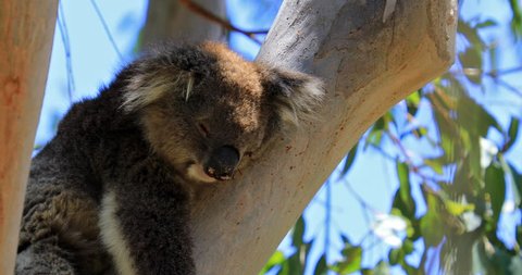Close up of adult male koala, Phascolarctos cinereus, sleeps lying on branch of eucalyptus in Yanchep National Park in Western Australia. Yanchep has been home to a colony of koalas since 1938.
