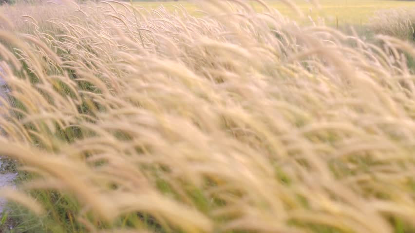 slow motion of Cogon grass of lalang flower blow by the wind Royalty-Free Stock Footage #1007928463