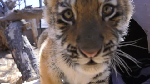 baby tiger growls at camera slow motion cute cub