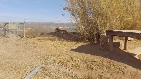 white tiger jumps up to sun shelter and growls gimbal camera smooth pan