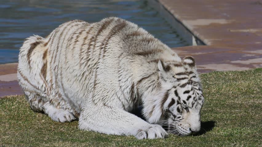 white tiger house cat