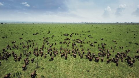 Aerial flight over buffalo stampede in Tanzania safari Mikumi