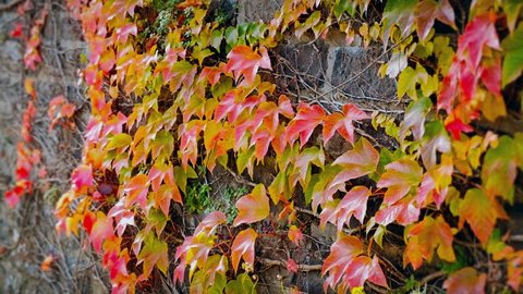 Closeup of beautiful autumn wall covered with red ivy leaves