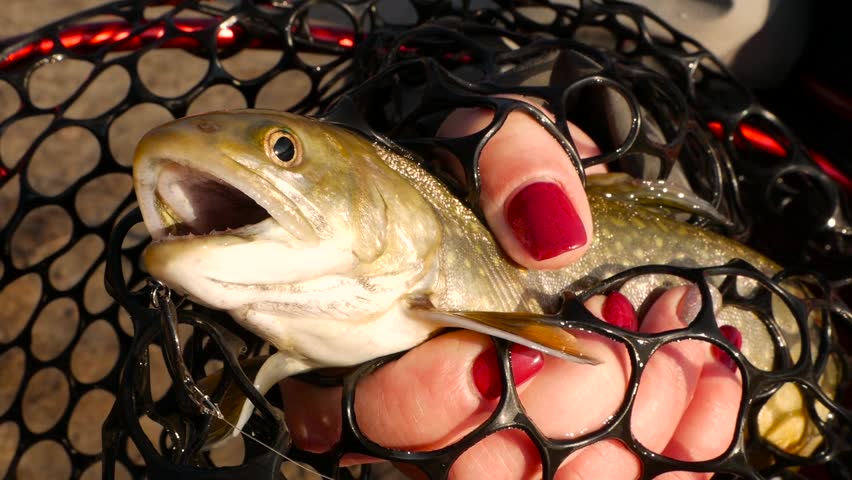 Girl hand holds a char fish