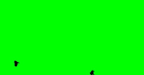 a flock of black large crow flies and flies to the green screen