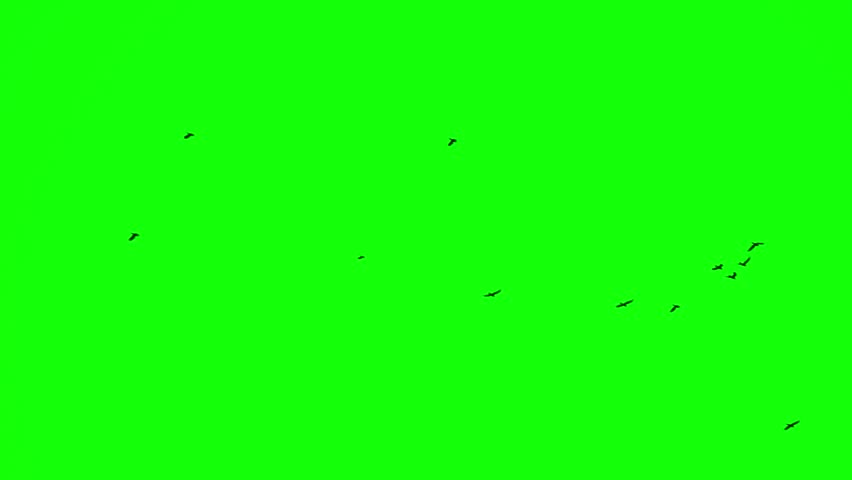 black birds fly left to right on the green screen Royalty-Free Stock Footage #1007955811