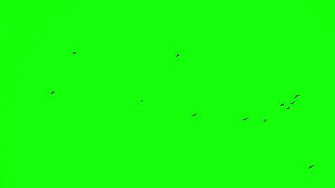 black birds fly left to right on the green screen