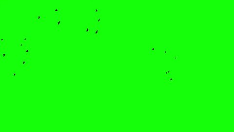 A flock of black birds flies from left to right to the green screen