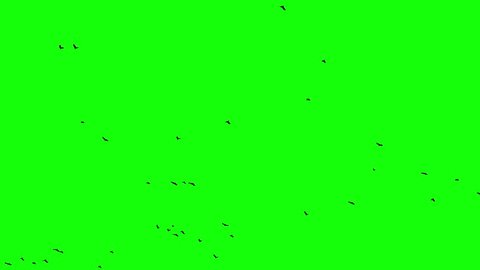 Birds Fly Top Down Green Screen Stock Footage Video (100% Royalty-free ...